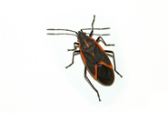 Box Elder Bug