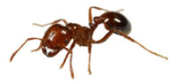 Pavement Ant