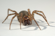 Wolf Spider